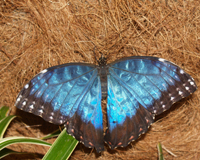Morpho. Крылья бабочек снизу коричневые, с глазками, а сверху у самок коричнеыве, у самцов синие, с темной каймой по краям. У одних подвидов переливается узкая полоса , у других вся верхняя поверхность крыльев. Самцы сразу привлекают внимание, когда показываются на опушке леса и по берегам рек. бабочки питаются соком перезревших плодов и поврежденных деревьев. Когда они питаются, то складывают крылья вертикально, не показывая яркой окраски. Так они совсем незаметны.